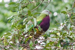 Ptilinopus magnificus