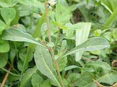Reseda phyteuma