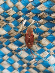 Pantilius tunicatus