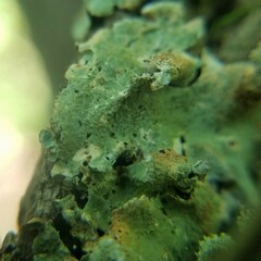 Parmelioideae