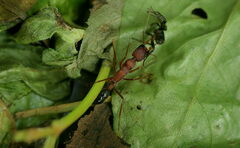Harpegnathos saltator