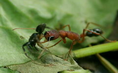 Harpegnathos saltator