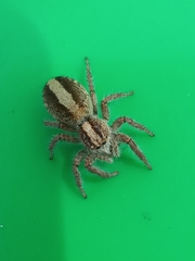 Megafreya sutrix