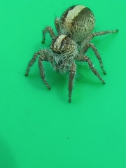 Megafreya sutrix
