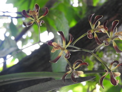 Encyclia parviflora