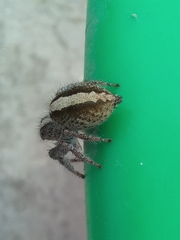 Megafreya sutrix