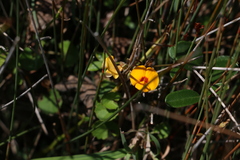 Podolobium scandens
