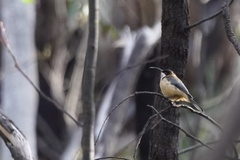 Acanthorhynchus tenuirostris