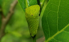 Papilionidae