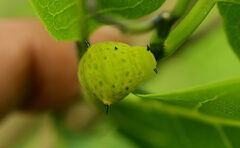 Papilionidae