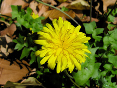 Hyoseris radiata