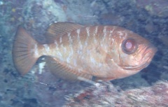 Heteropriacanthus cruentatus