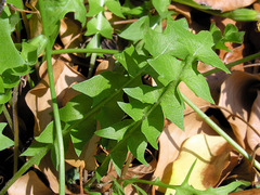 Hyoseris radiata