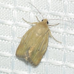 Heliocheilus paradoxus