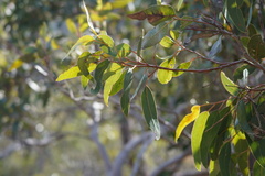 Eucalyptus cosmophylla
