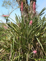 Aechmea distichantha