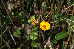 Podolobium scandens