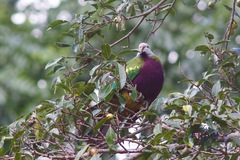 Ptilinopus magnificus