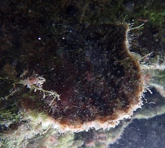 Pinctada imbricata