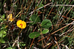 Podolobium scandens