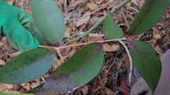 Eugenia humblotii