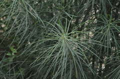 Parkinsonia aculeata