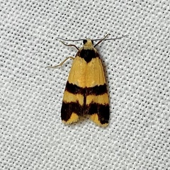 Stenoscaptia venusta