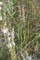 Epacris microphylla