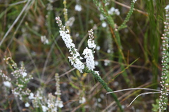 Epacris microphylla