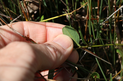 Image of Netted Shaggy Pea (Podolobium scandens) by (c) Greg Tasney, some rights reserved (CC BY-SA)