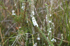 Epacris microphylla