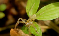 Eriovixia