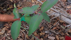 Eugenia humblotii