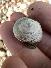 Cepaea nemoralis