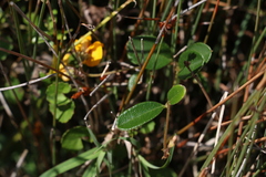 Podolobium scandens