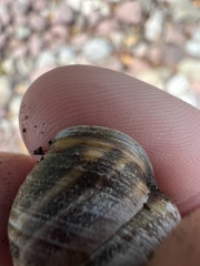 Cepaea nemoralis