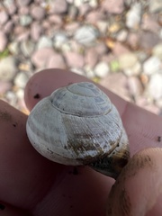 Cepaea nemoralis