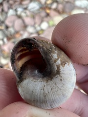 Cepaea nemoralis