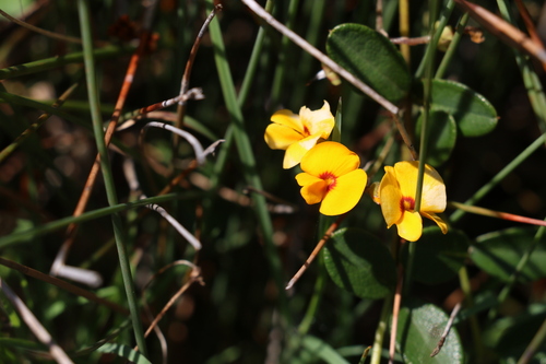 Image of Podolobium scandens by (c) Greg Tasney, some rights reserved (CC BY-SA)