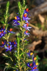 Calectasia narragara