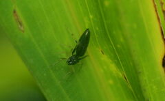 Myrmarachnini