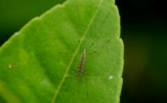 Gonomyia