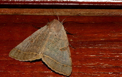 Lepidoptera