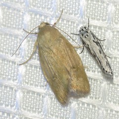 Heliocheilus paradoxus