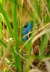 Lacerta viridis