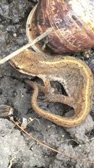 Lissotriton