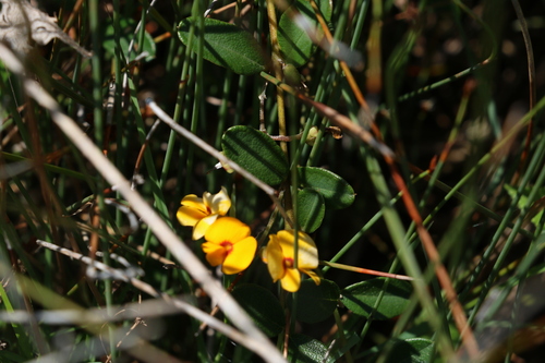Image of Podolobium scandens by (c) Greg Tasney, some rights reserved (CC BY-SA)