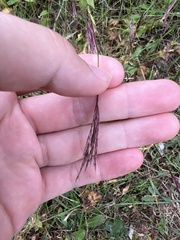 Aristida purpurea