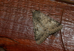 Pandesma robusta