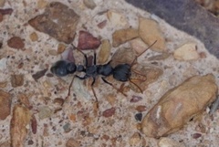 Myrmecia pilosula